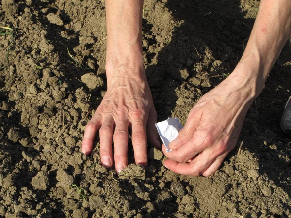 Woman planting seeds in the field — Stock Photo, Image