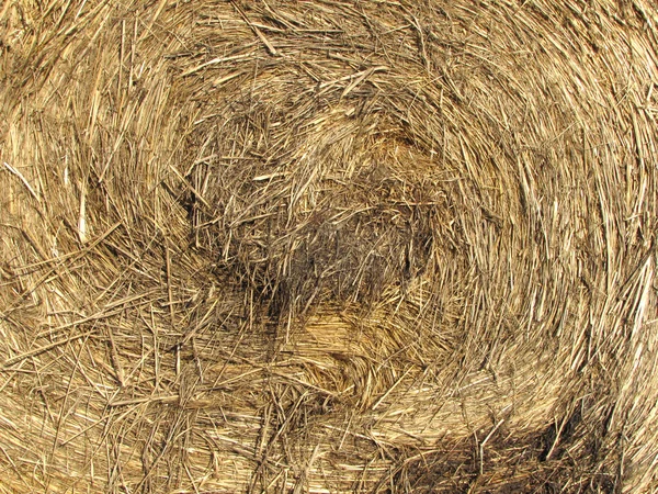 Detail of bale of hay — Stock Photo, Image