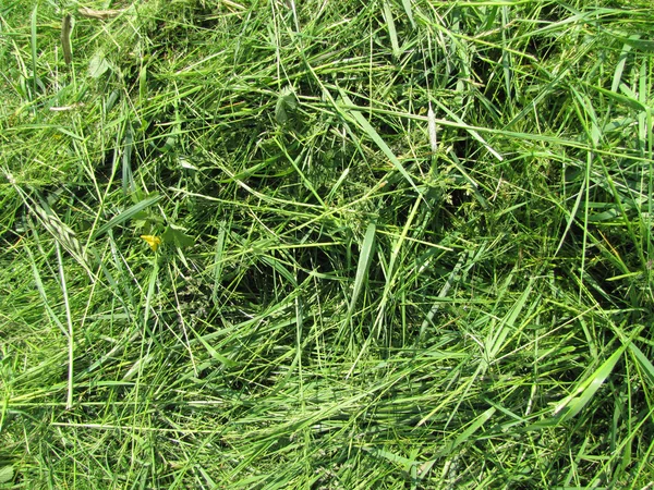 Photo of long grass texture