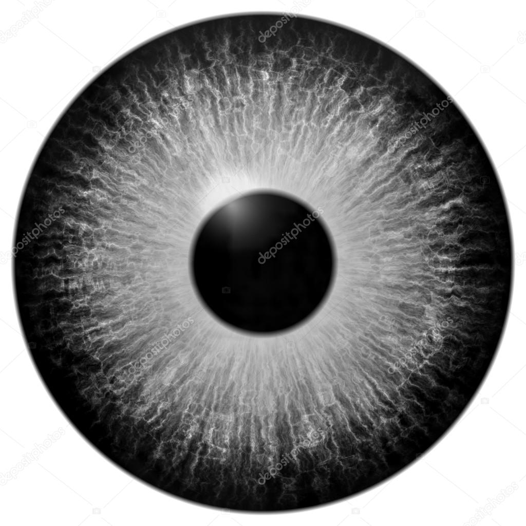 Isolated grey eye illustration