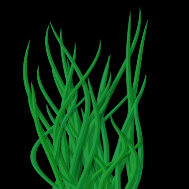 Taze kıvırcık yeşil çim tussock siyah izole