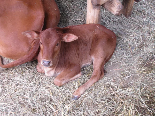 Resting zebu cub by the back of his monther — Stock Photo, Image