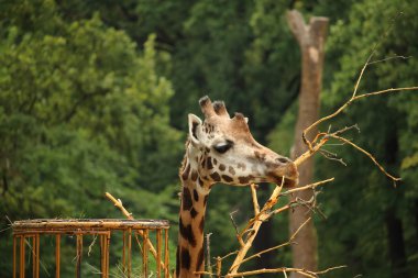 Rothschild'in zürafa (olarak da bilinen Baringo zürafa veya Uganda g