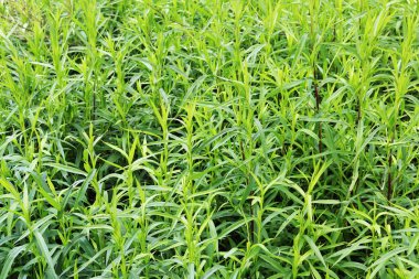 Büyük yeşil ot arka plan