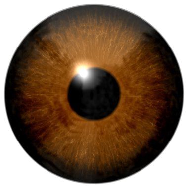 Brown eye illustration isolated on white clipart