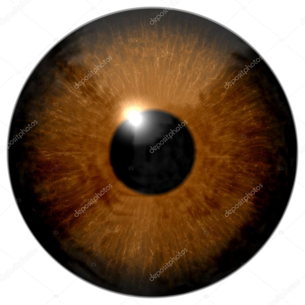 Brown eye illustration isolated on white