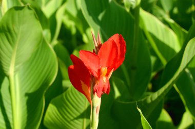 Yeşil yapraklar üzerinde parlak ışığı olan güzel Red Canna Lily çiçeği.