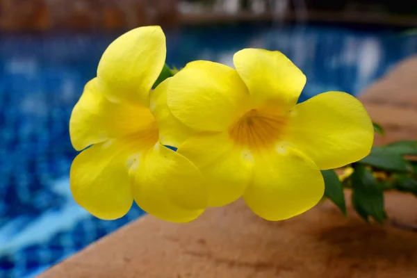 美丽的黄花 在游泳池边 或叫Allamanda Common Allamanda Golden Trumpet Golden Trumpet Vine — 图库照片