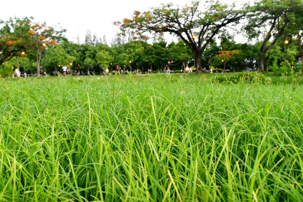 Fermez Champ Herbe Verte Avec Parc Flou Arrière Plan — Photo