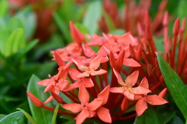 西インドジャスミンの花や緑の葉を持つ赤いスパイクの花の背景 — ストック写真