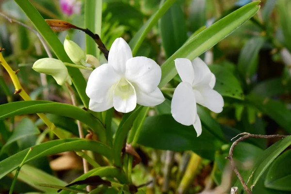 Orchidée Blanche Fleurs Avec Des Feuilles Vertes Dans Jardin — Photo