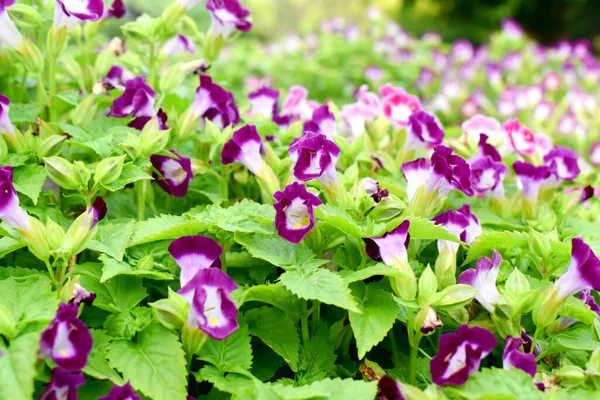 Μωβ Λουλούδια Πράσινα Φύλλα Backgrund Της Τορένια Fournierilinden Στον Κήπο — Φωτογραφία Αρχείου
