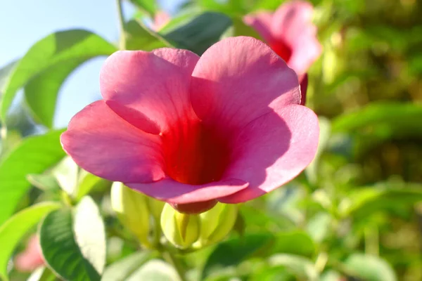 Allamanda Cathartica Krásná Růžová Květina Kvetoucí Dopoledních Hodinách Zelenými Listy — Stock fotografie