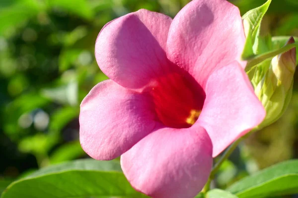 Allamanda Cathartica Krásná Růžová Květina Kvetoucí Dopoledních Hodinách Zelenými Listy — Stock fotografie