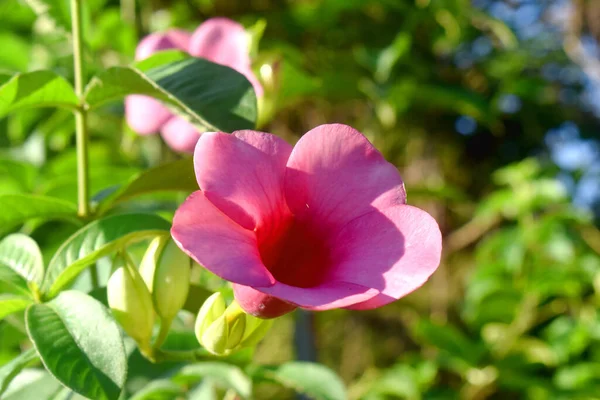 Allamanda Cathartica Όμορφο Ροζ Λουλούδι Που Ανθίζει Πρωί Πράσινα Φύλλα — Φωτογραφία Αρχείου