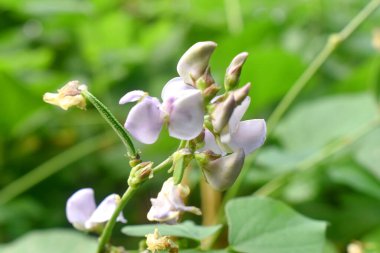 Yeşil sümbül fasulyesi (Seim) yeşil yapraklarla çiçek açıyor. Ya da Labaratuar purpureus, Fabaceae familyasından bir fasulye türü..