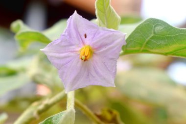 Bulanık arka planda yeşil yapraklı mor patlıcan çiçekleri. 