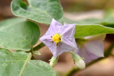 Bulanık arka planda yeşil yapraklı mor patlıcan çiçekleri. 