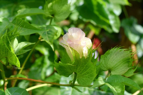 Cotton Plant Gossypium Barbadense Blooming Beautiful Green Nature Background — Stock Photo, Image
