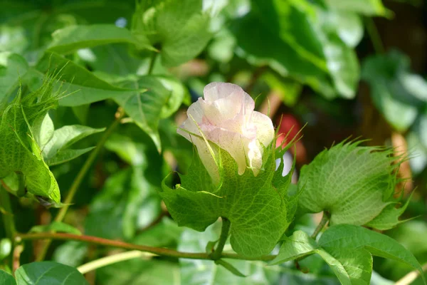 Usine Coton Gossypium Barbadense Fleurs Avec Beau Fond Vert Nature — Photo