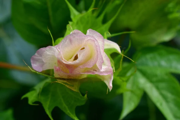 Usine Coton Gossypium Barbadense Fleurs Avec Beau Fond Vert Nature — Photo