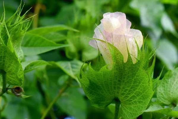 Bavlna Rostlina Gossypium Barbadense Květu Krásným Zeleným Přírodním Pozadím — Stock fotografie