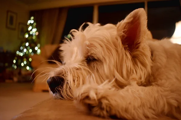 Noel ışıklarıyla süslenmiş rahat bir evde uyuyan sevimli bir köpek. Highland Beyaz Teriyeri.