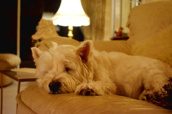 Cão Bonito Dormindo Casa Aconchegante Que Decorado Com Luz Natal — Fotografia de Stock