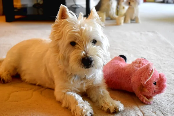 West Highland Bianco Terrier Carino Cane Sdraiato Con Giocattolo Sul — Foto Stock