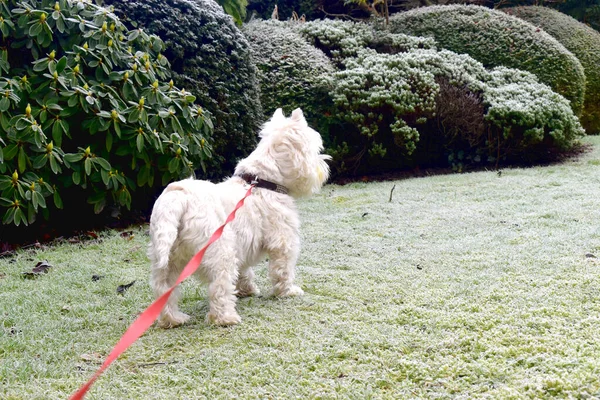West Highland beyaz teriyeri, İngiltere 'de kışın bahçedeki donmuş çimlerin üzerinde şirin köpek standı. Arkadan görüntülendi.