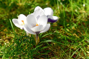 Yeşil çimenlerdeki güzel beyaz kır çiçekleri bulanık arka planda. İngiltere 'de bahar çiçekleri.