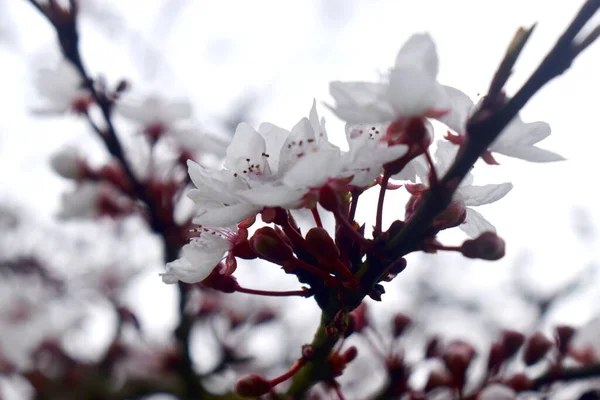 İlkbaharın başlarında Blackthorn ağacının dalında açan beyaz çiçekleri kapat (veya Prunus spinosa).