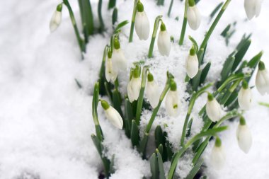 İngiltere 'de kış mevsiminde beyaz kar üzerinde çiçek tomurcukları yetişiyor. Baharın ilk işareti.