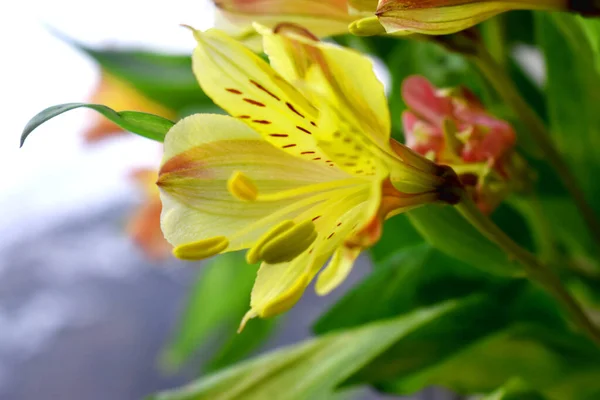 葉が緑色で背景がぼやけているインカの美しい黄色の花やユリ — ストック写真