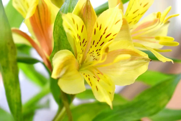 葉が緑色で背景がぼやけているインカの美しい黄色の花やユリ — ストック写真