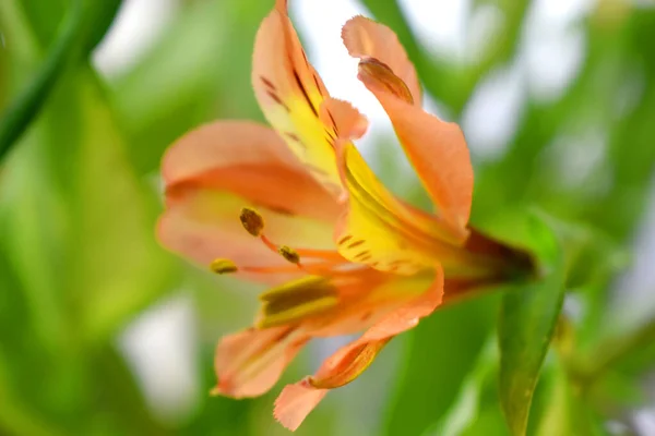 Krásná Broskvová Barva Květů Alstroemeria Zelenými Listy Rozmazaným Pozadím Lily — Stock fotografie