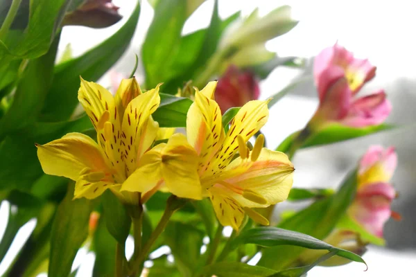 Όμορφα Κίτρινα Λουλούδια Αλστρομέρια Lily Incas Πράσινα Φύλλα Και Θολή — Φωτογραφία Αρχείου