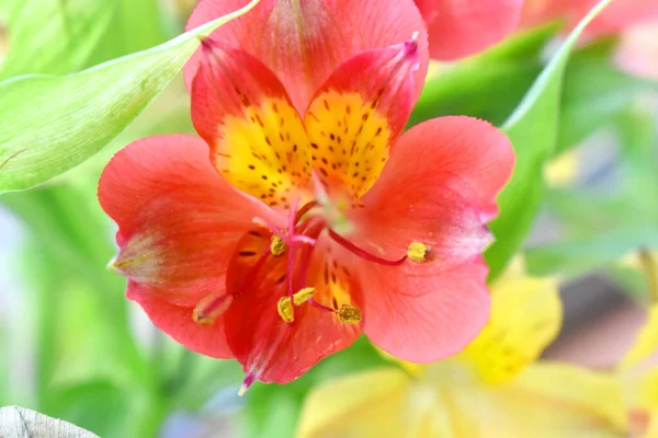 Yeşil Izni Bulanık Arkaplanı Olan Güzel Kırmızı Bir Alstroemeria Çiçeği — Stok fotoğraf