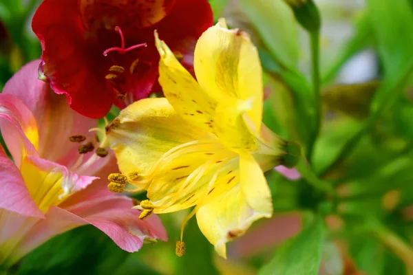 Prachtige Alstroemeria Bloemen Met Groene Bladeren Wazige Achtergrond Lily Van — Stockfoto