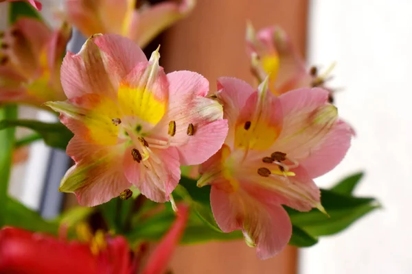 Różowe Alstroemeria Kwiaty Lub Lily Inków Zamazanym Tle — Zdjęcie stockowe