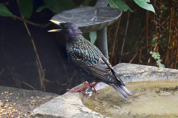 Pássaro Starling Estande Bico Aberto Perto Birdfeeding Jardim Vida Selvagem — Fotografia de Stock