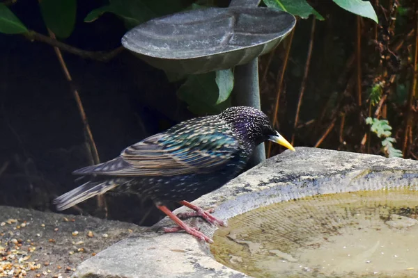 Aves Starling Comuns Estão Perto Alimentação Aves Jardim Vida Selvagem — Fotografia de Stock