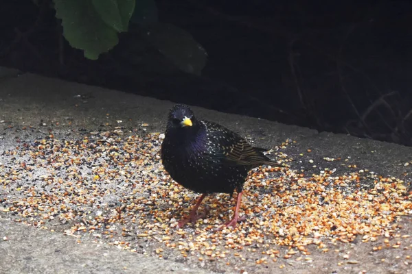 Starling Bird Stand Bird Food Put Ground Garden Spring Season — Fotografia de Stock