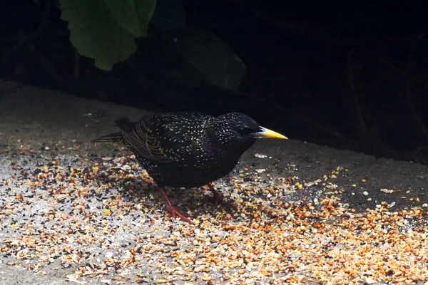 Starling Bird Stand Bird Food Put Ground Garden Spring Season — Fotografia de Stock