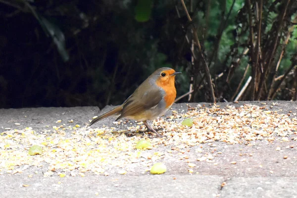 Robin Des Oiseaux Stagnent Près Nourriture Des Oiseaux Mis Sur — Photo