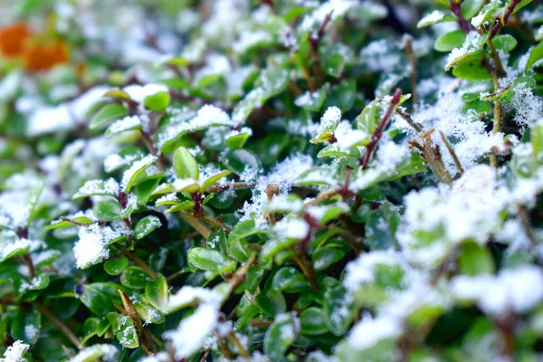 Marco Completo Nieve Blanca Sobre Hojas Verdes Invierno Reino Unido —  Fotos de Stock