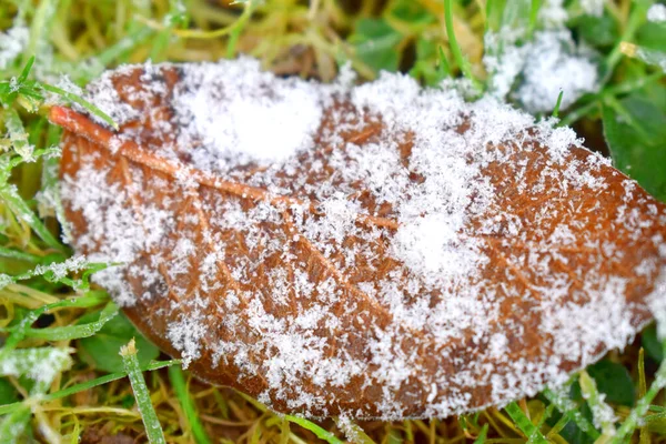 Nahaufnahme Des Braunen Blattes Unter Schneehöhle Auf Grünen Gräsern Winter — Stockfoto