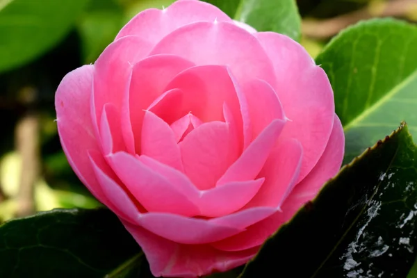 Close Beautiful Pink Camellia Japonica Flower Blooming Green Leave Bokeh — Stock Photo, Image