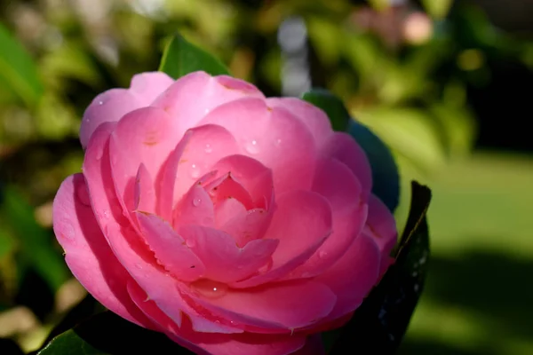 Zblízka Růžové Kamélie Japonica Květ Kapkami Vody Dešti Zelené Rozmazané — Stock fotografie