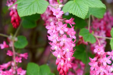 Bulanık arkaplanı olan pembe Ribes sanguinyumunun çiçek açan güzel çiçeklerine seçici odaklanma.